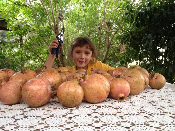 This is our biggest harvest of pomegranates by far. 